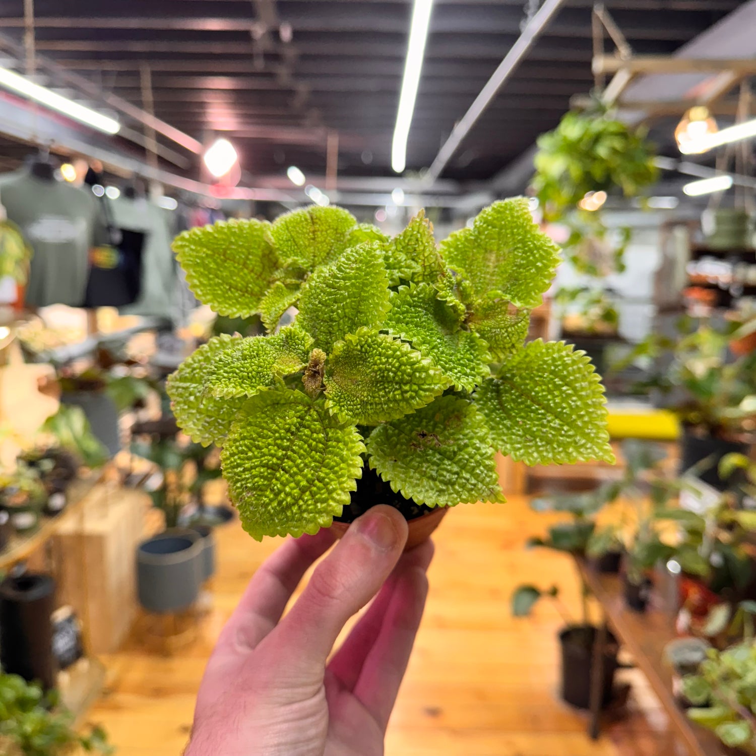 Pilea Moon Valley