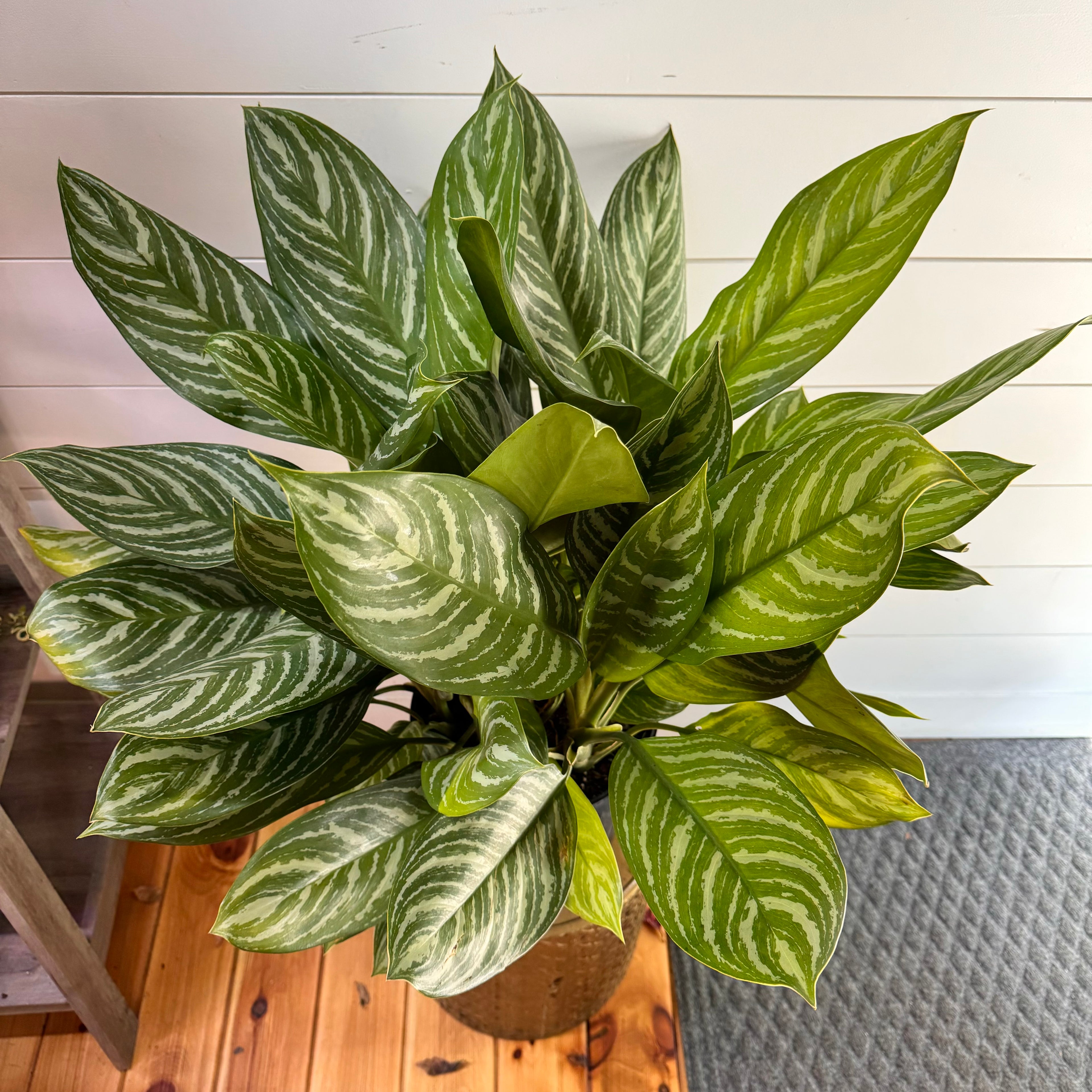 Aglaonema Stripes