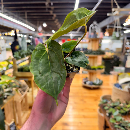 Anthurium (Papillilaminum x Magnificum) x Papillilaminum FSRL