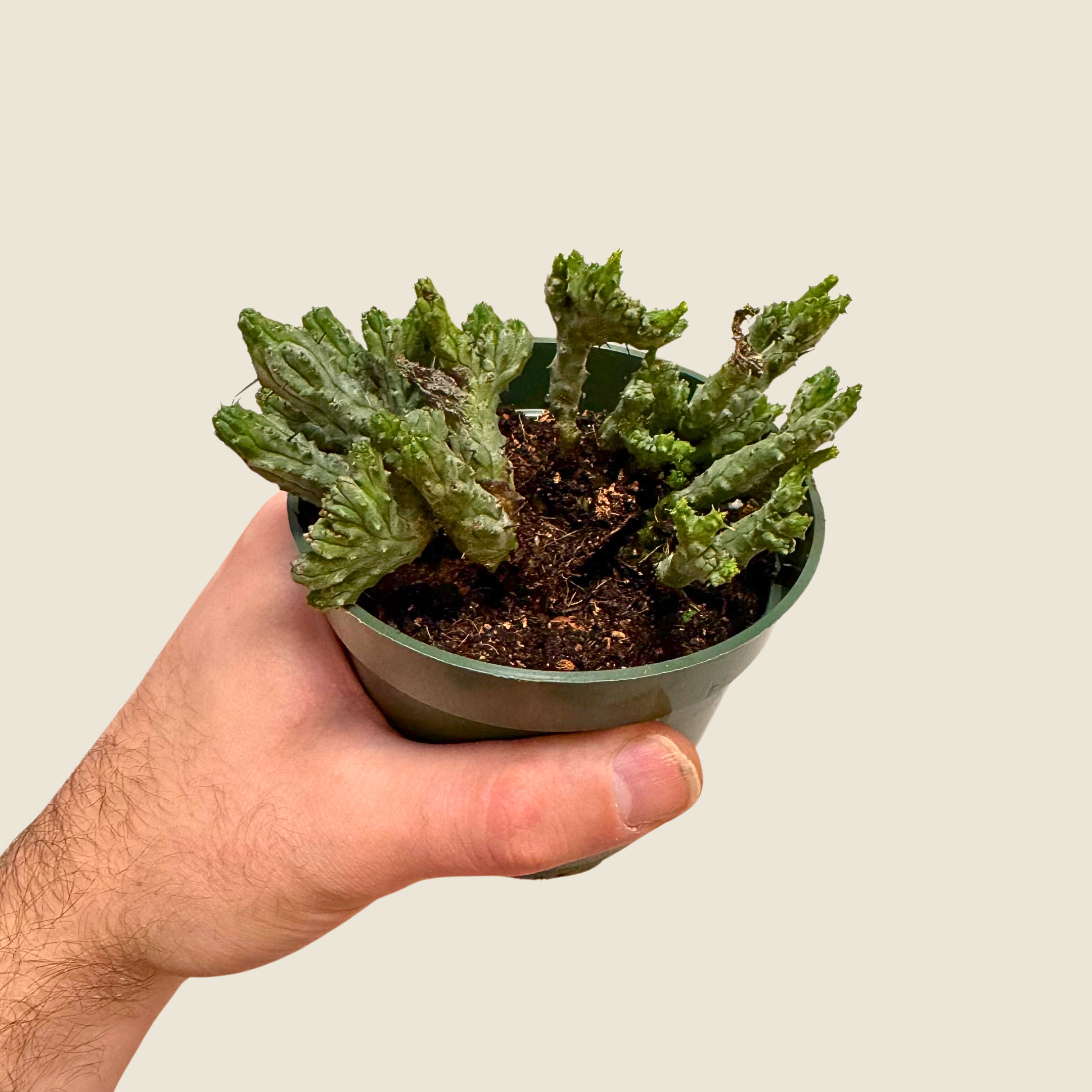 Euphorbia Enopla Coral