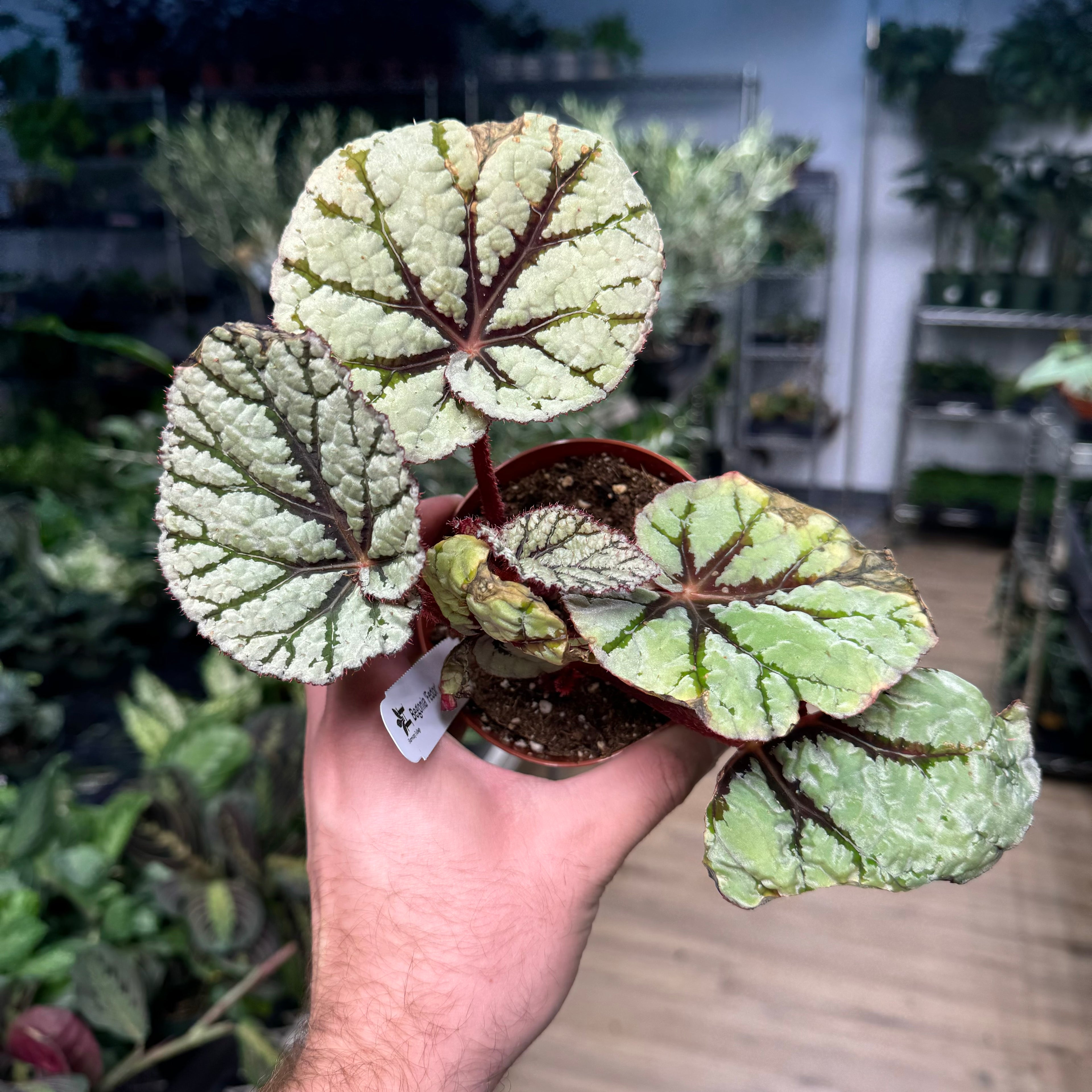 Begonia Fedor