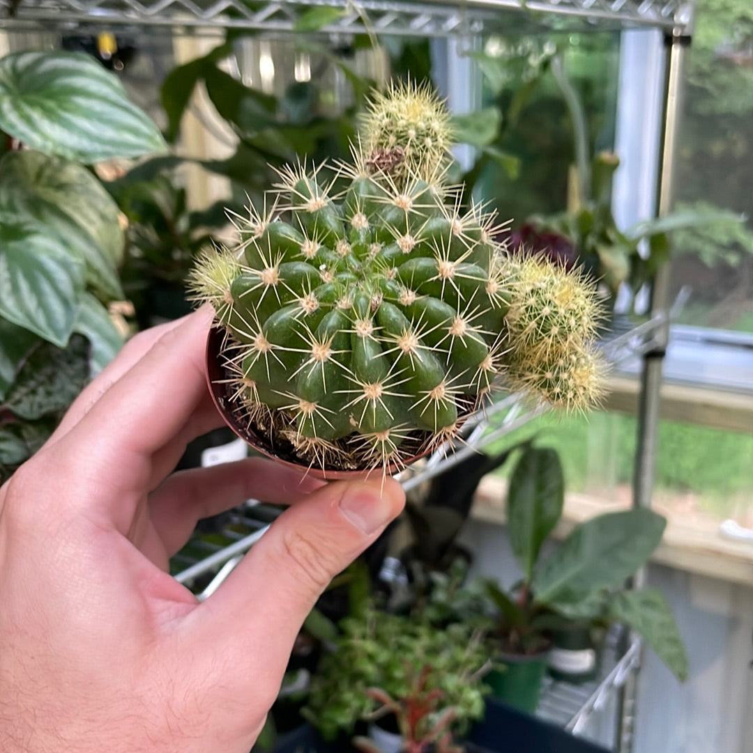 Echinocactus Grusonii