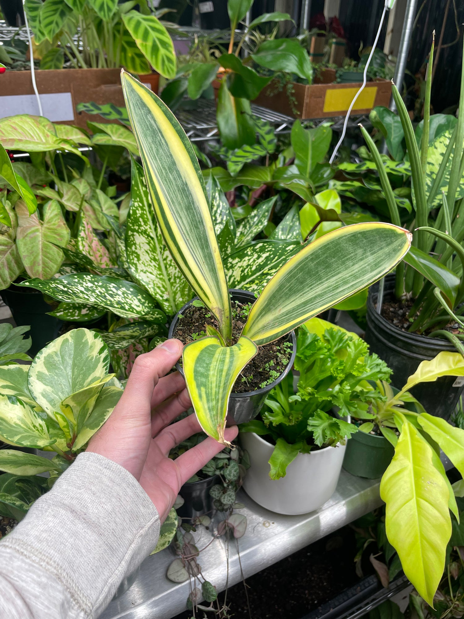 Sansevieria Whale Fin Variegated