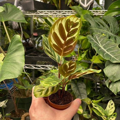 Calathea Makoyana