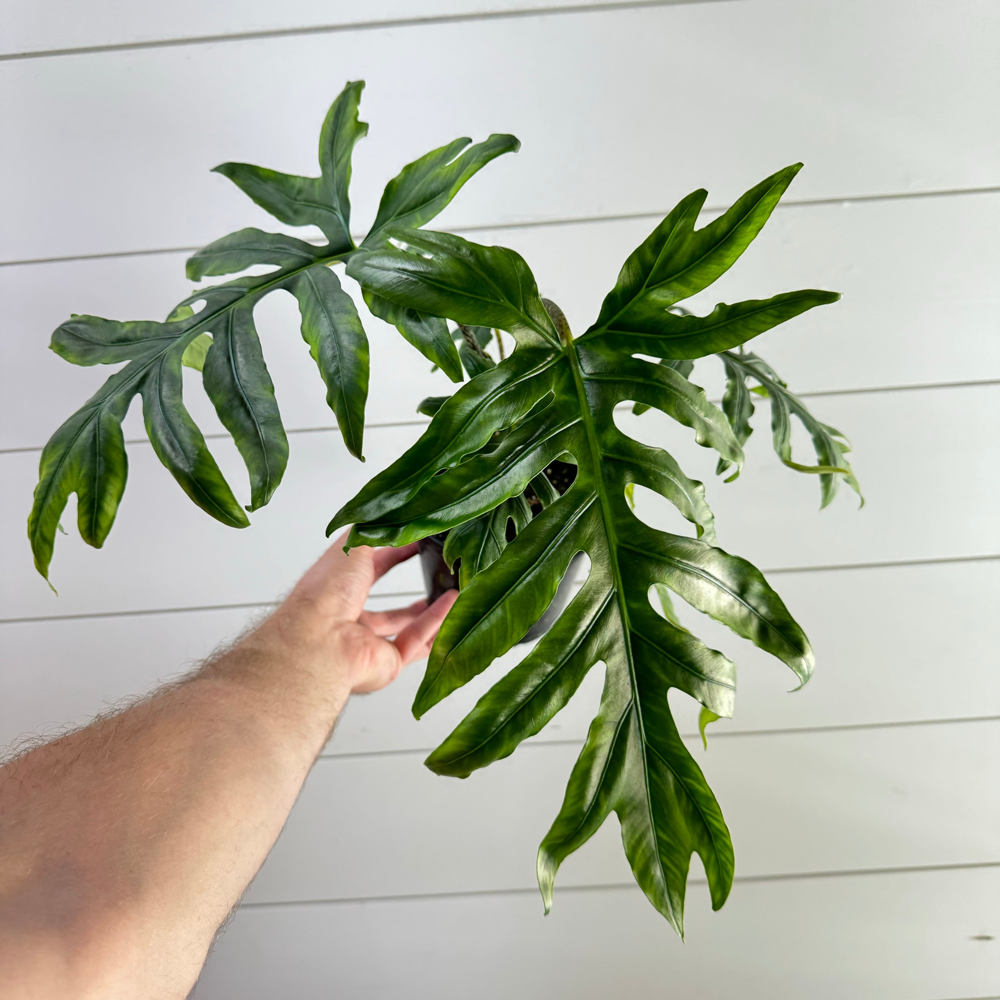 Alocasia Brancifolia