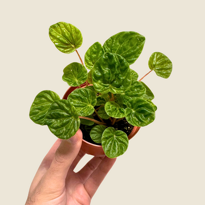 Peperomia Emerald Green