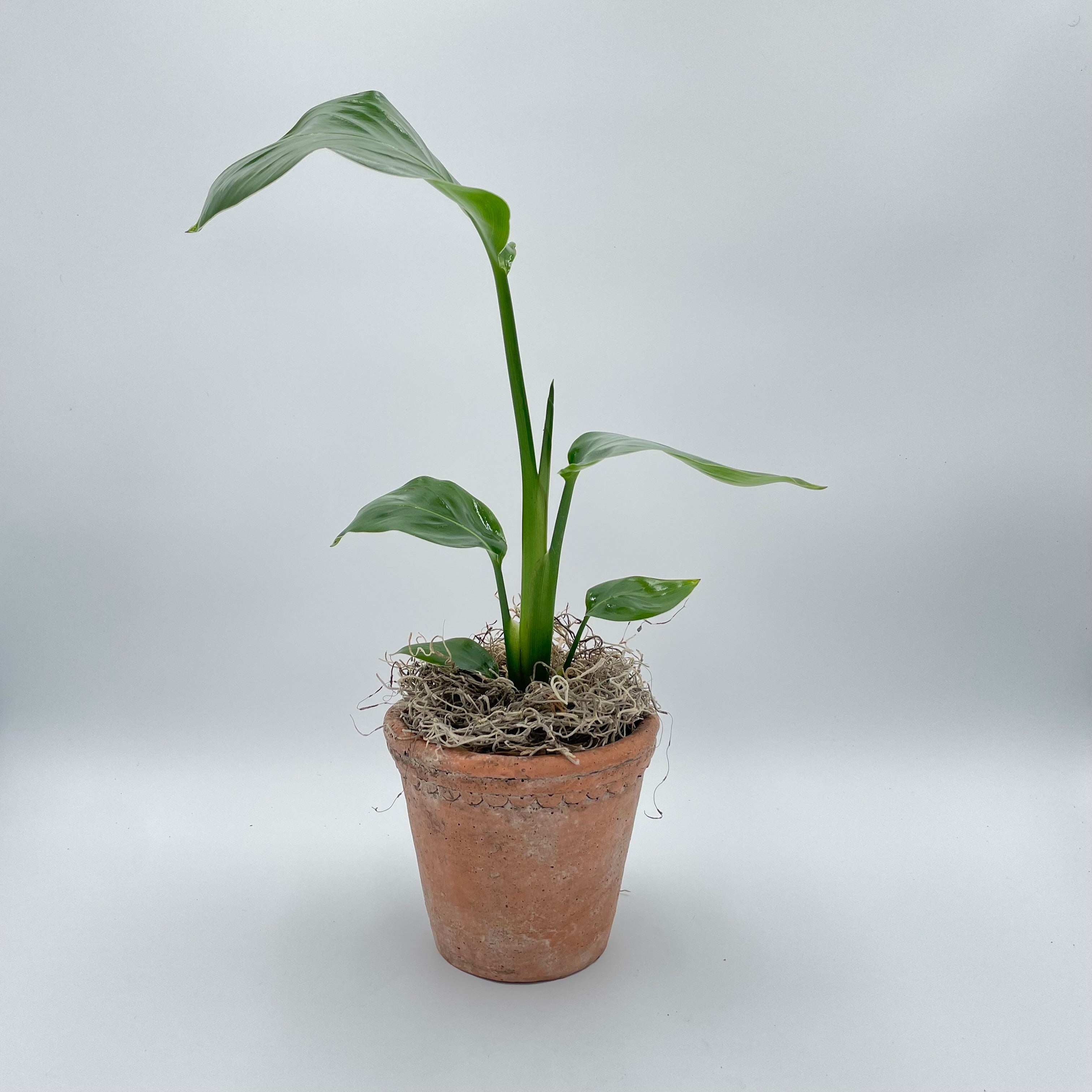 Scalloped Terracotta Cement Planter