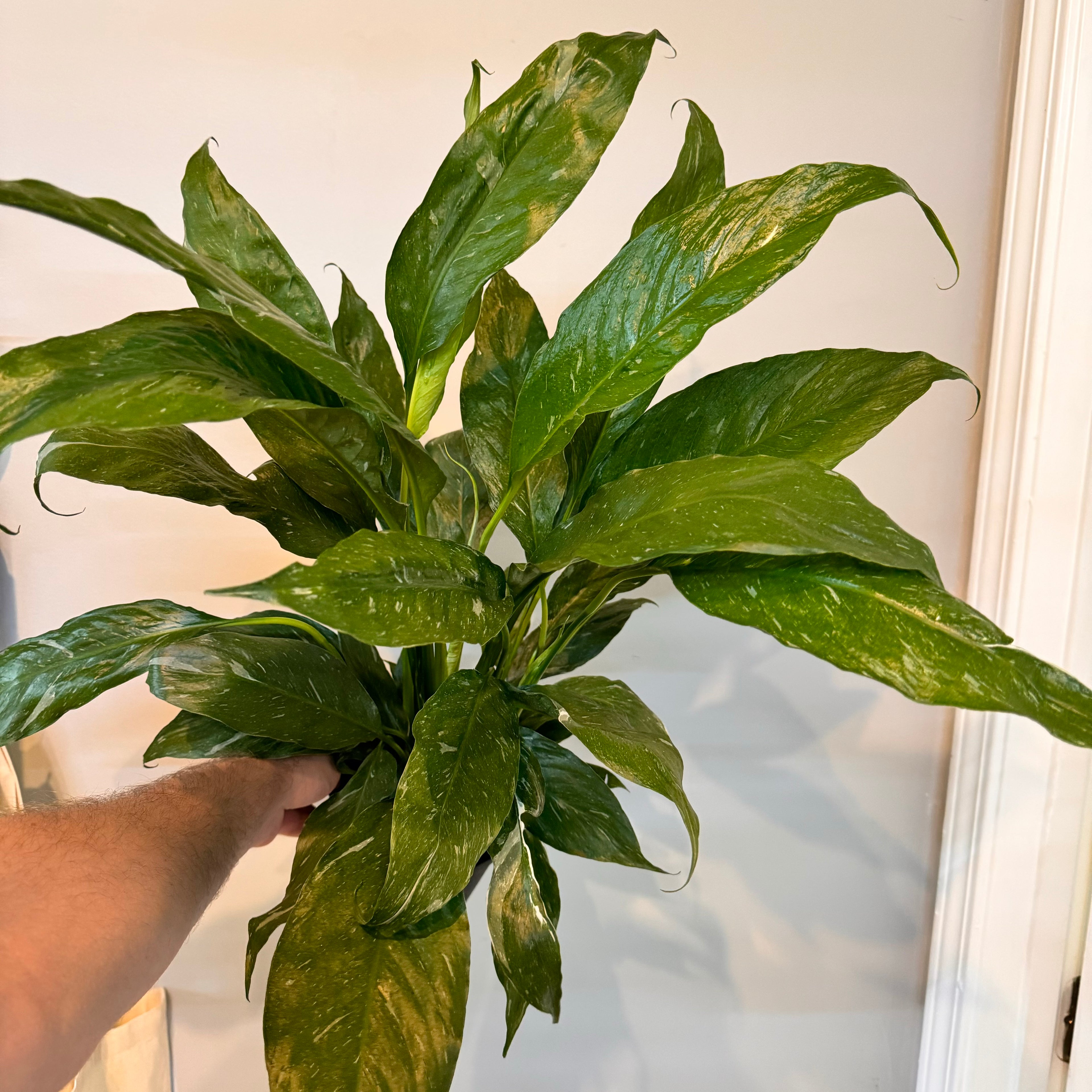 Domino Peace Lily Variegated