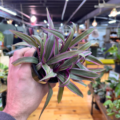 Tradescantia Spathacea