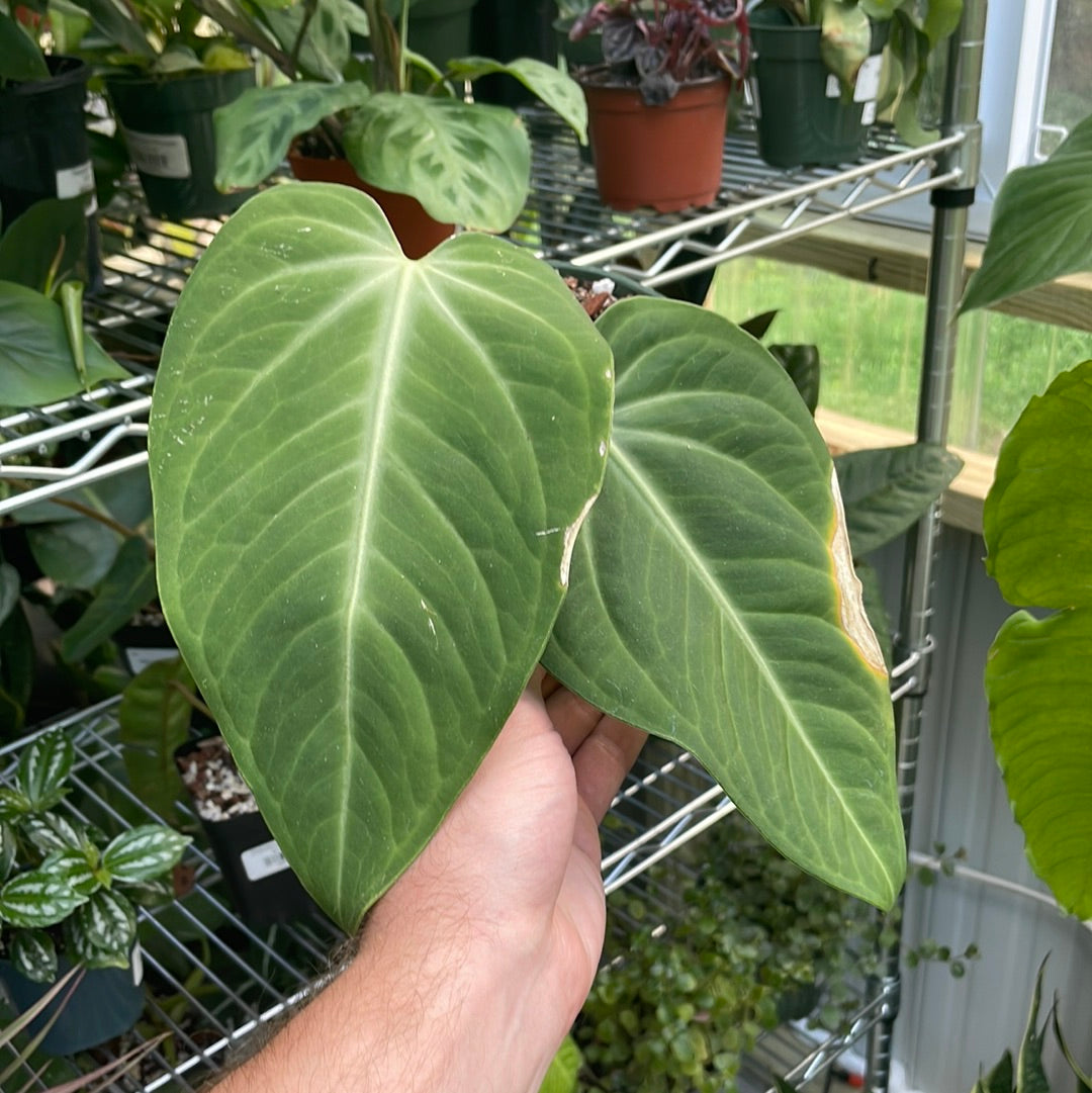 Anthurium Villenaorum