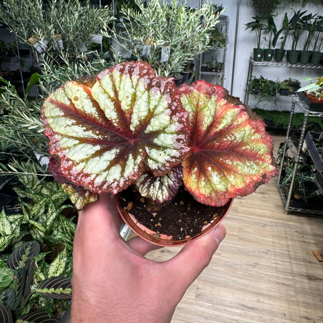 Begonia Fireworks