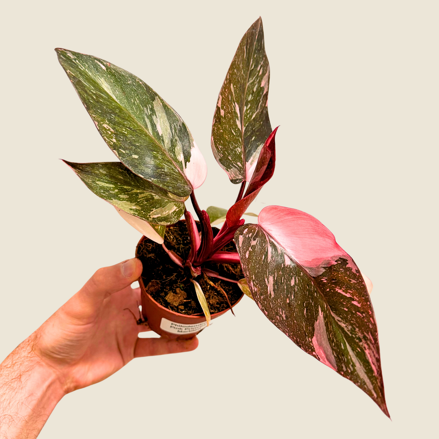 Philodendron Pink Princess Marbled