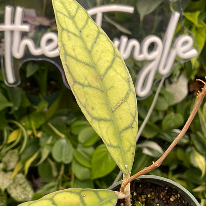 Hoya Callistophylla