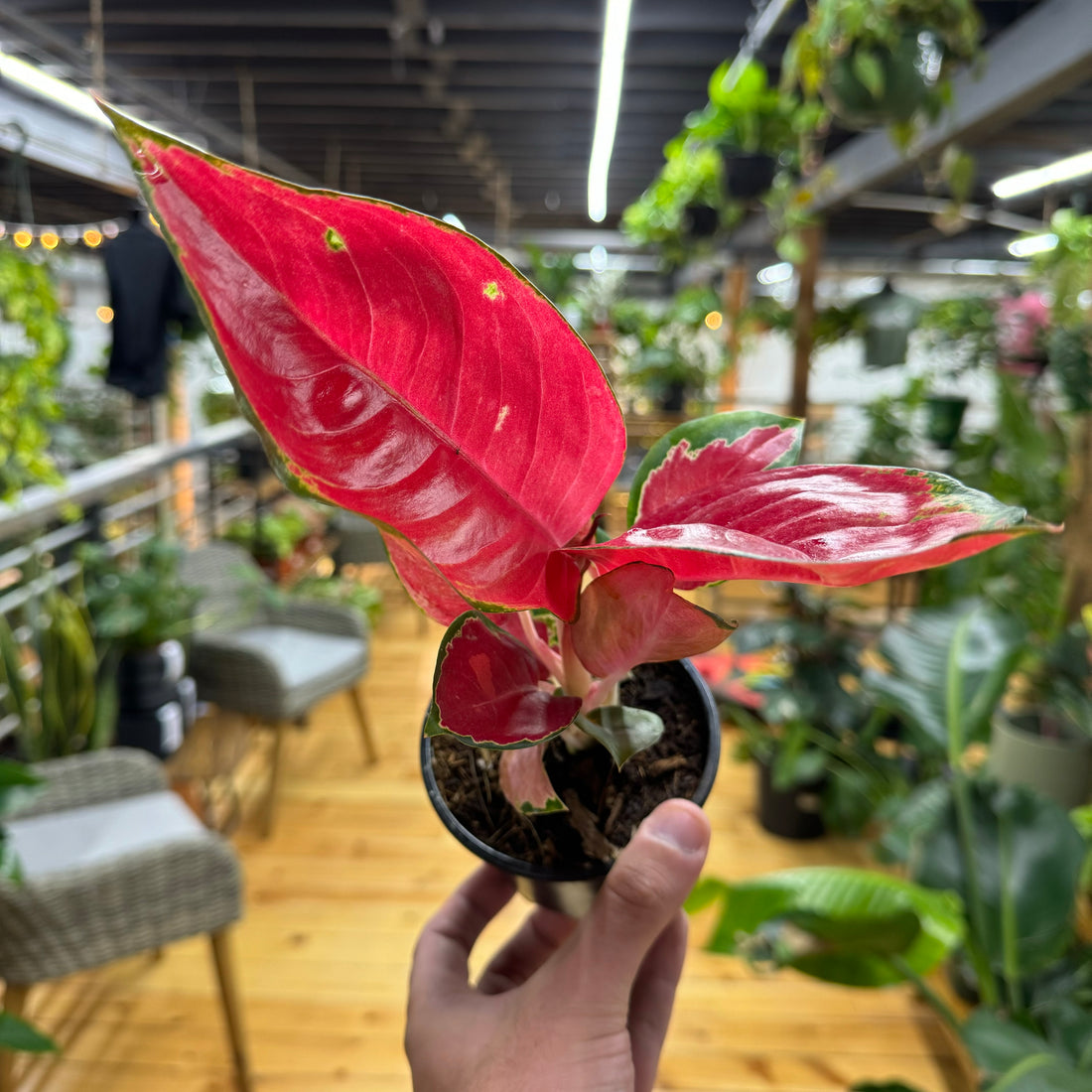 Aglaonema Red King