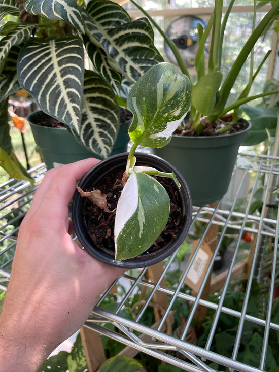 Imperfect Philodendron White Knight