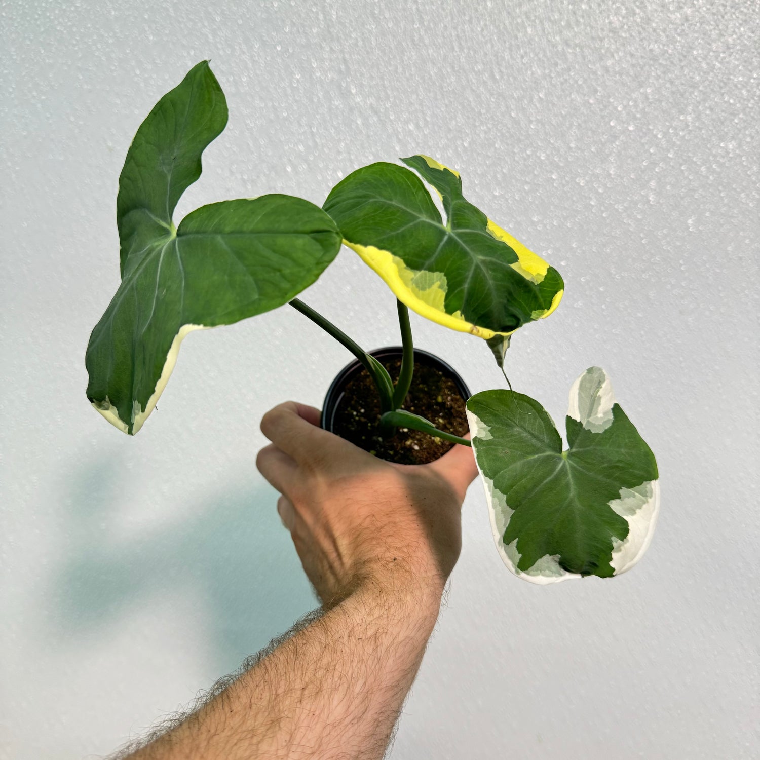 Alocasia Mickey Mouse