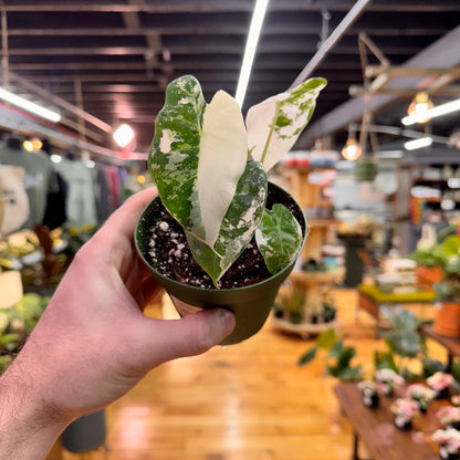 Alocasia Frydek Variegated