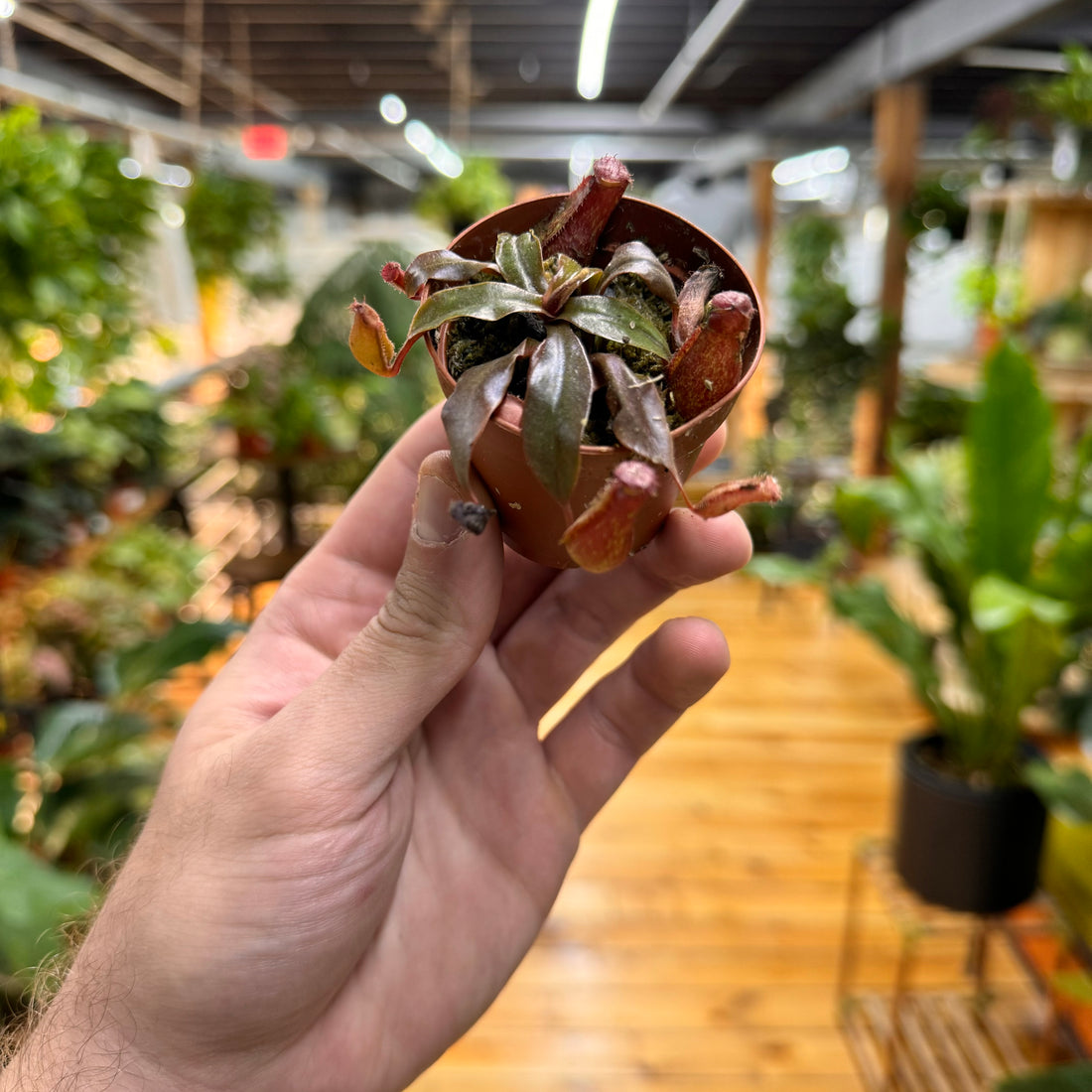 Nepenthes Bloody Mary