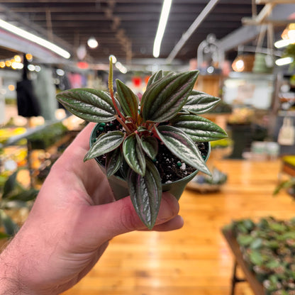 Peperomia Rosso