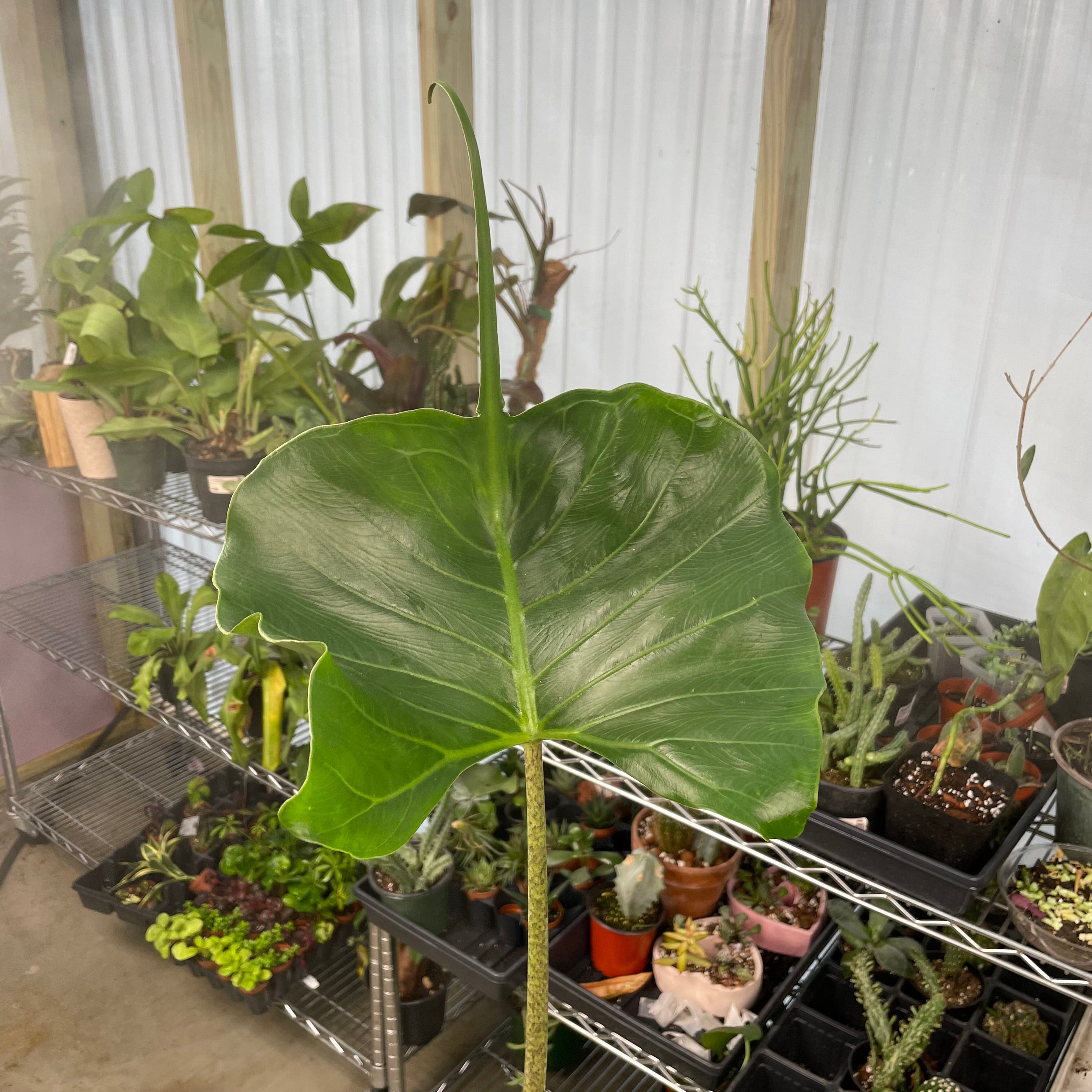 Alocasia Stingray