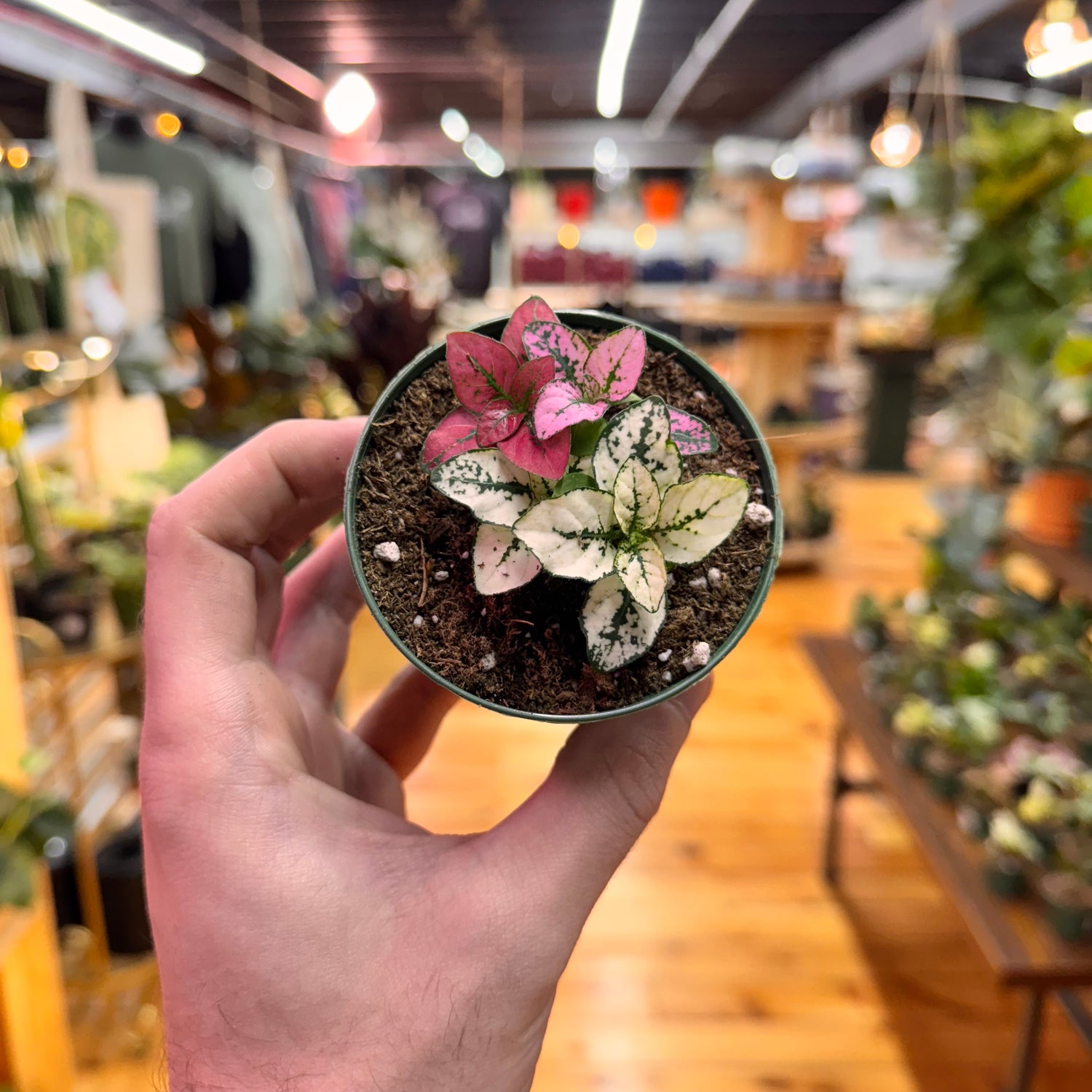 Hypoestes Polka Dot