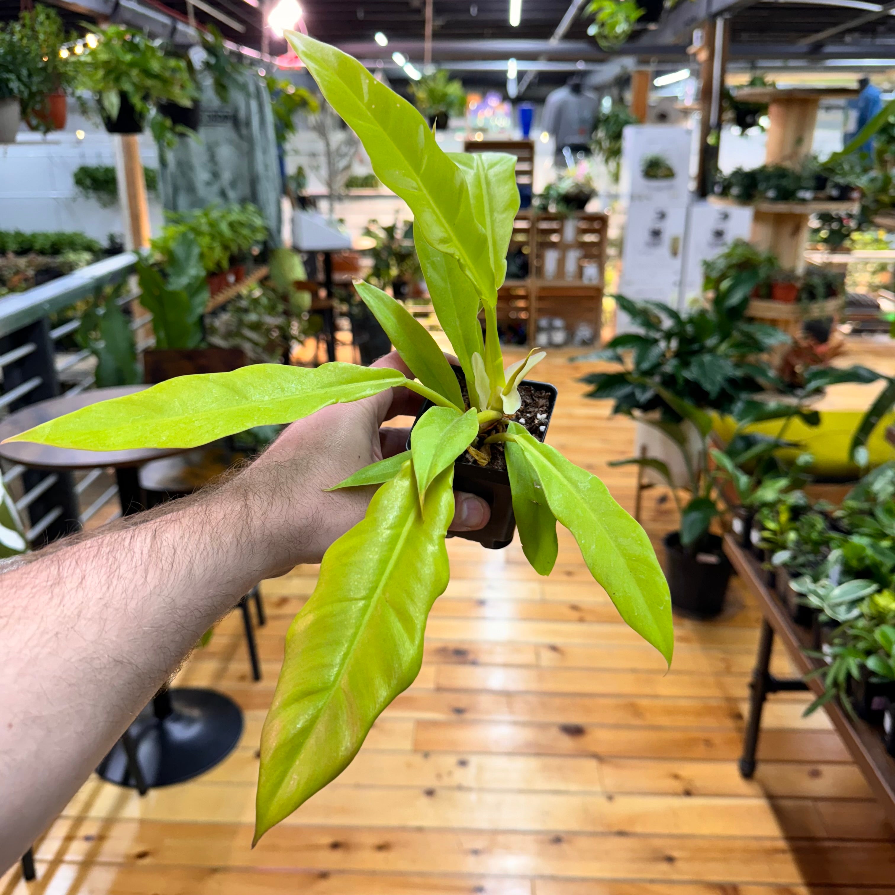 Philodendron Golden Crocodile