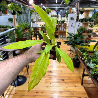 Philodendron Golden Crocodile