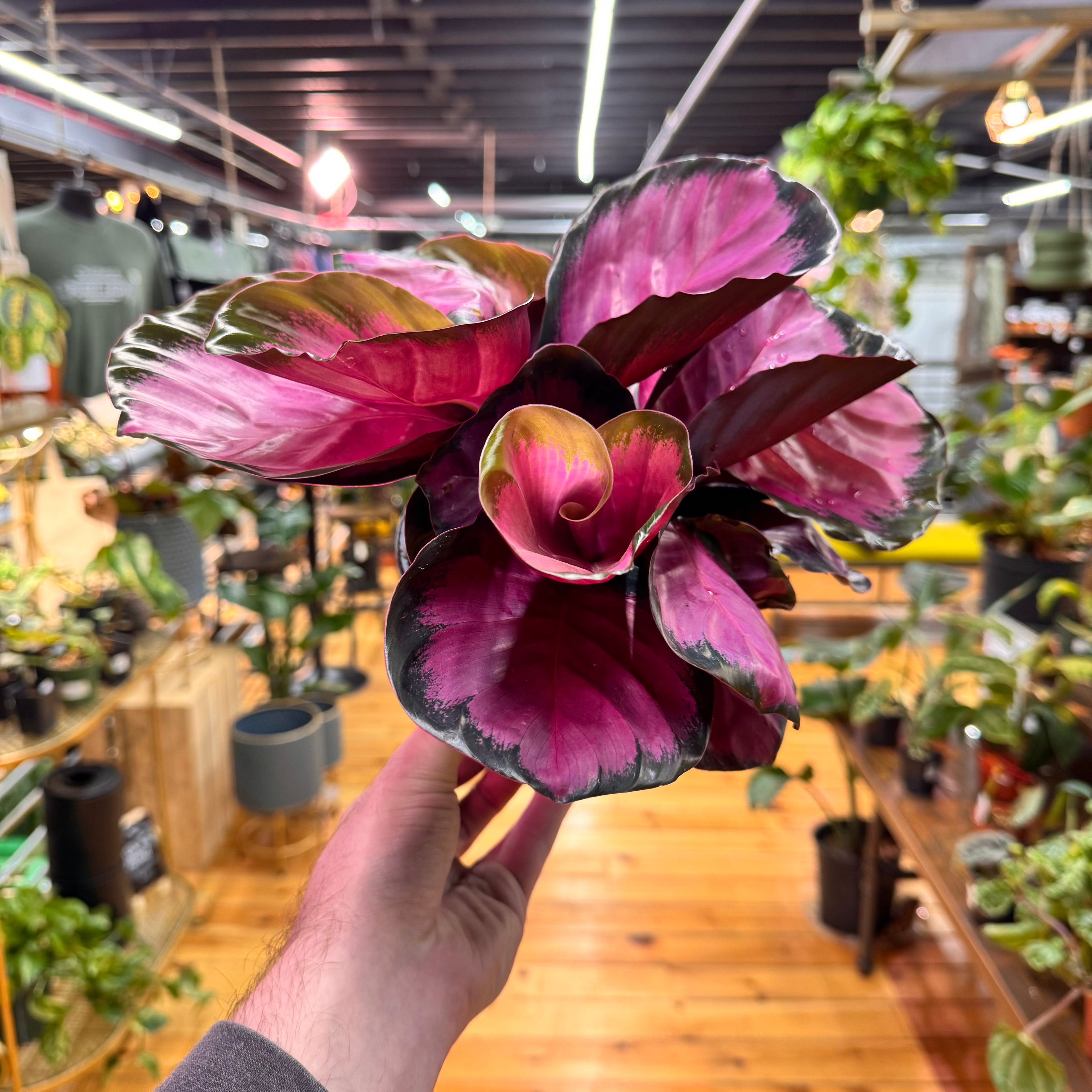 Calathea Purple Rose