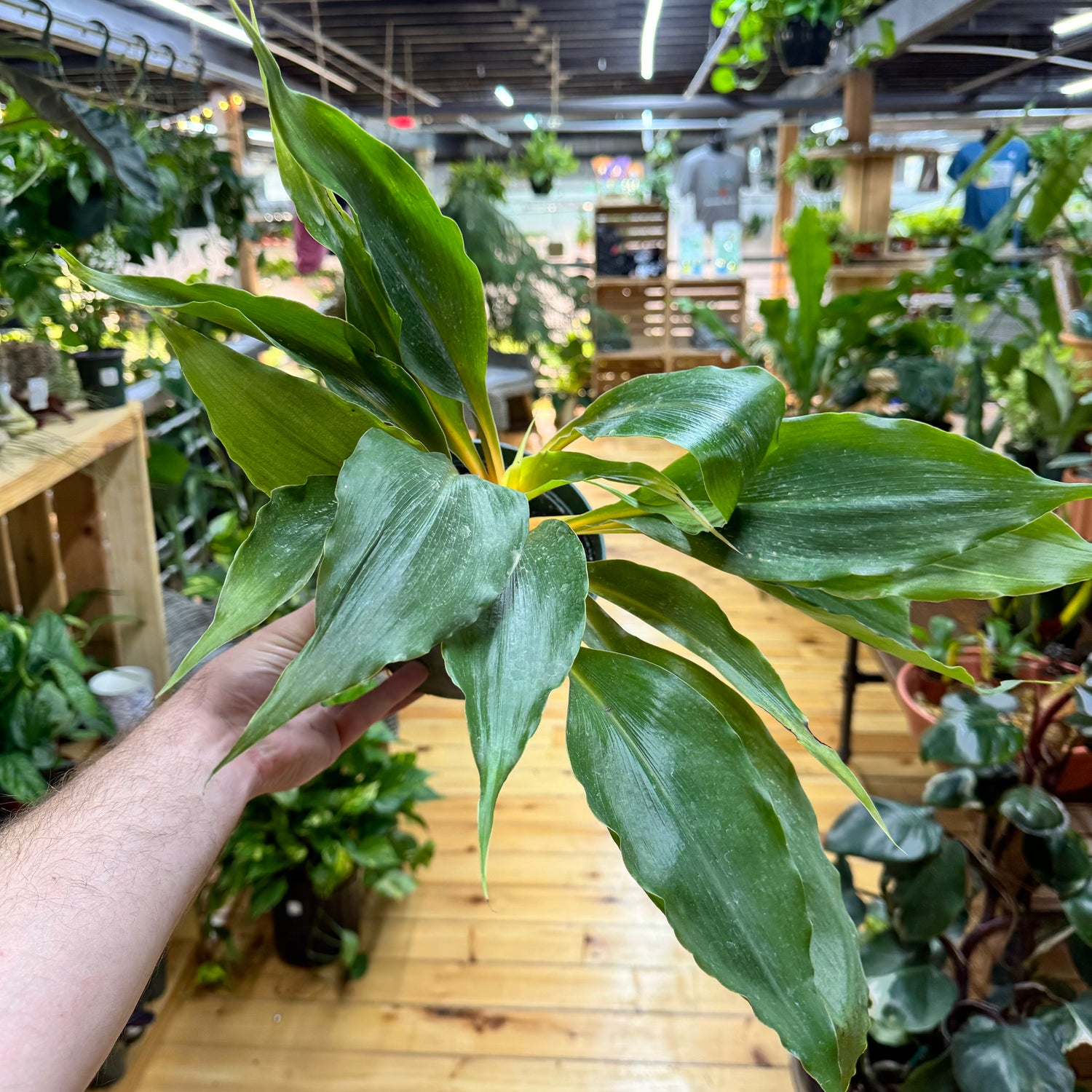 Spider Plant Fire Flash