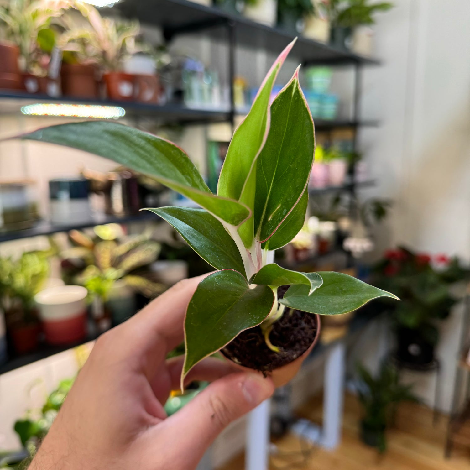 Aglaonema Sappire