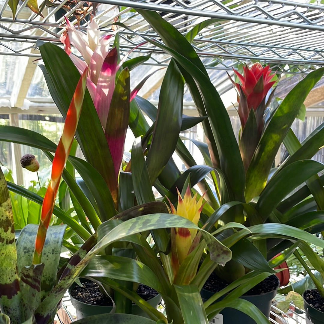 Bromeliads