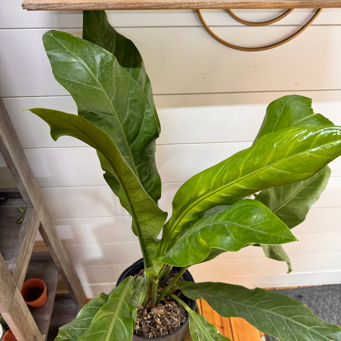 Anthurium Hookeri