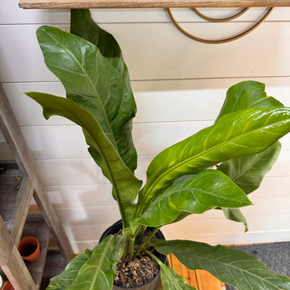 Anthurium Hookeri