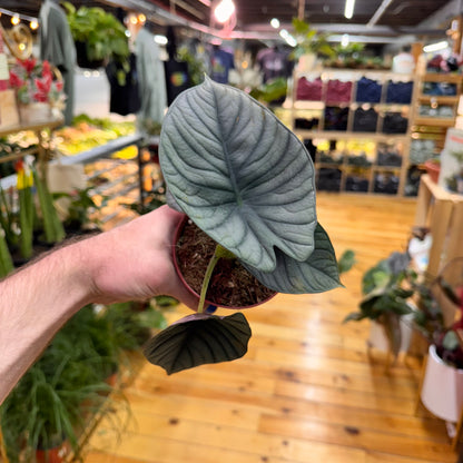 Alocasia Nebula