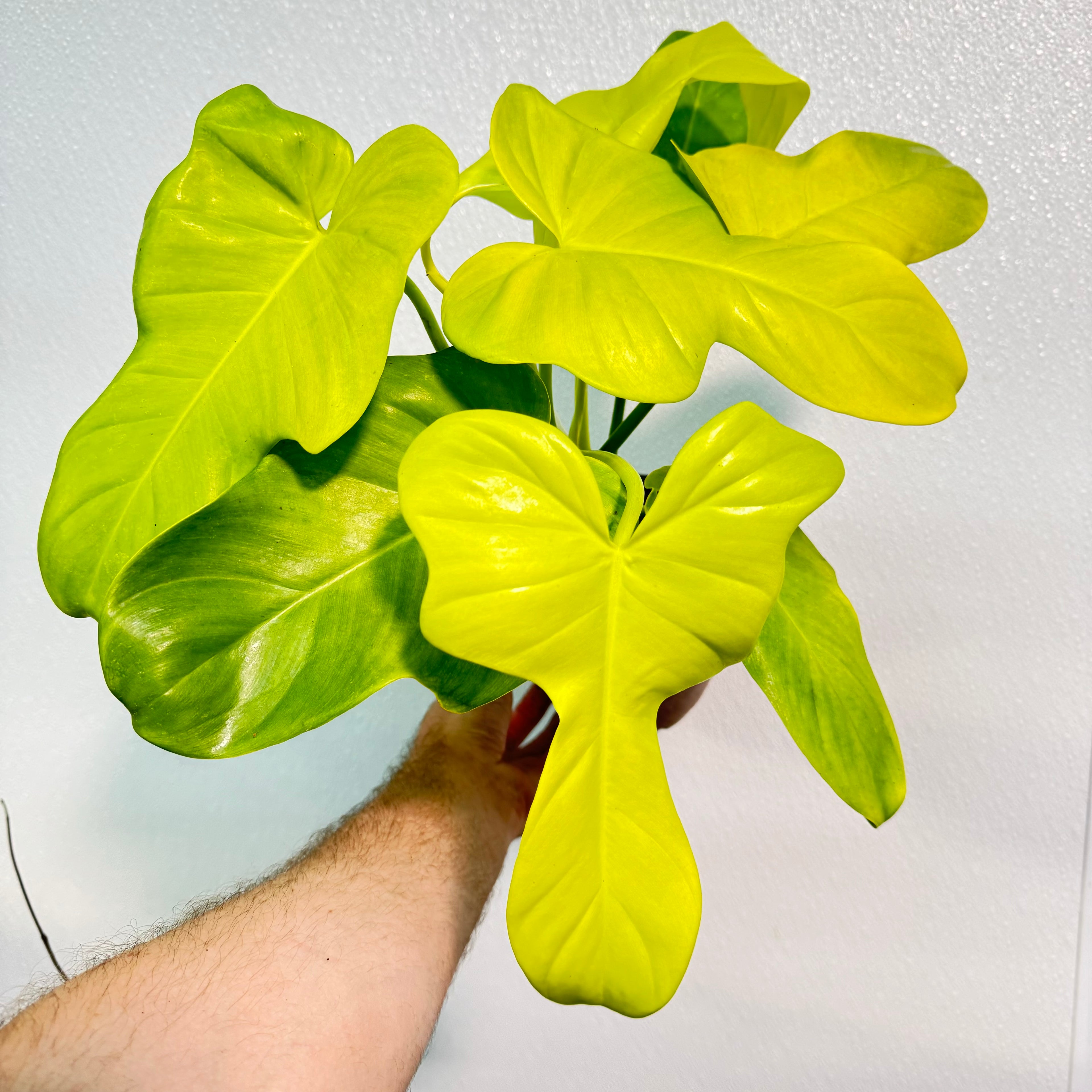 Philodendron Bipennifolium Aurea