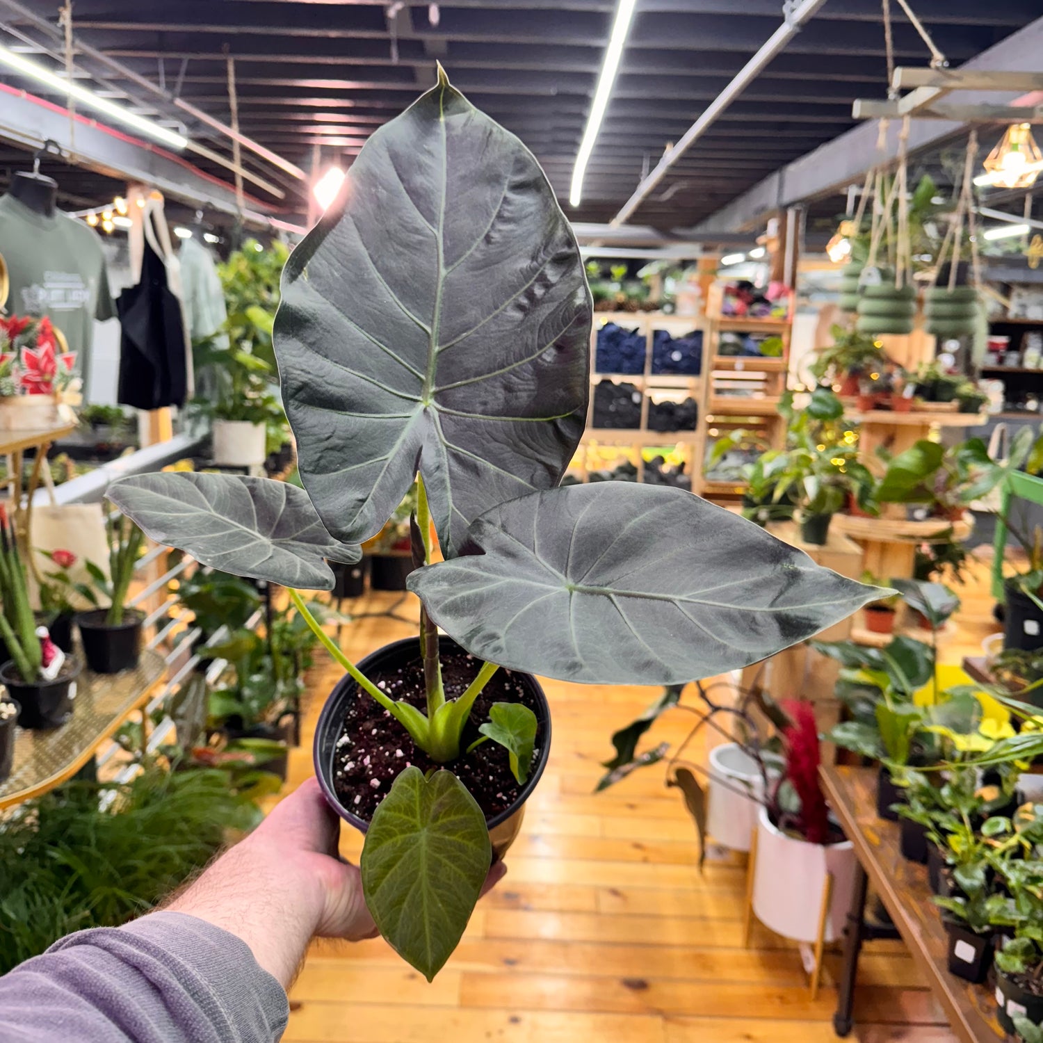 Alocasia Regal Shields