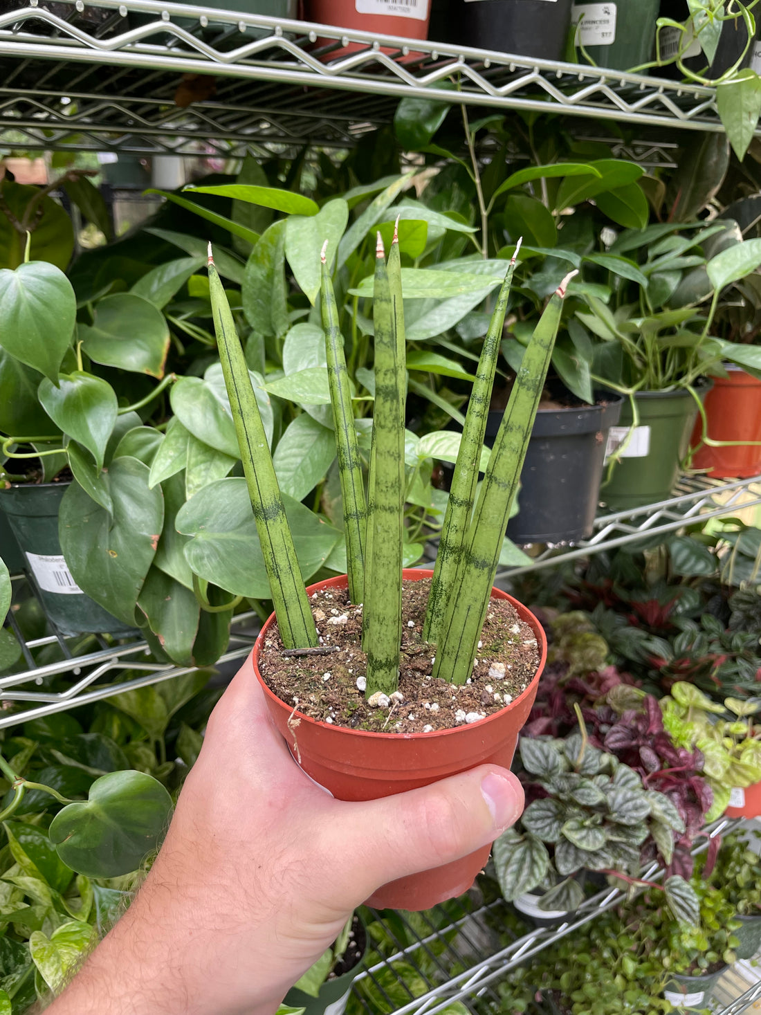 Sansevieria Cylindrica