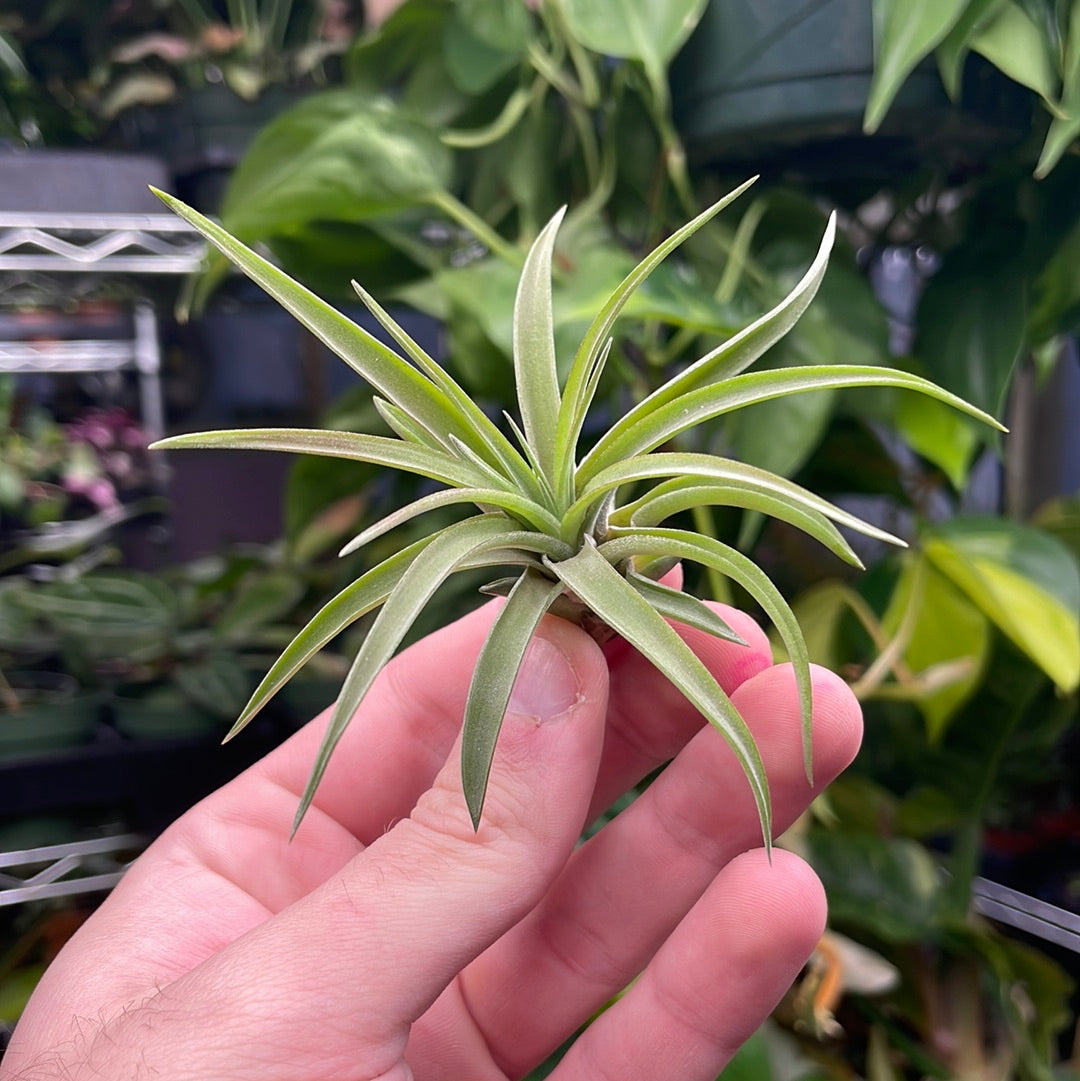 Velutina Air Plant