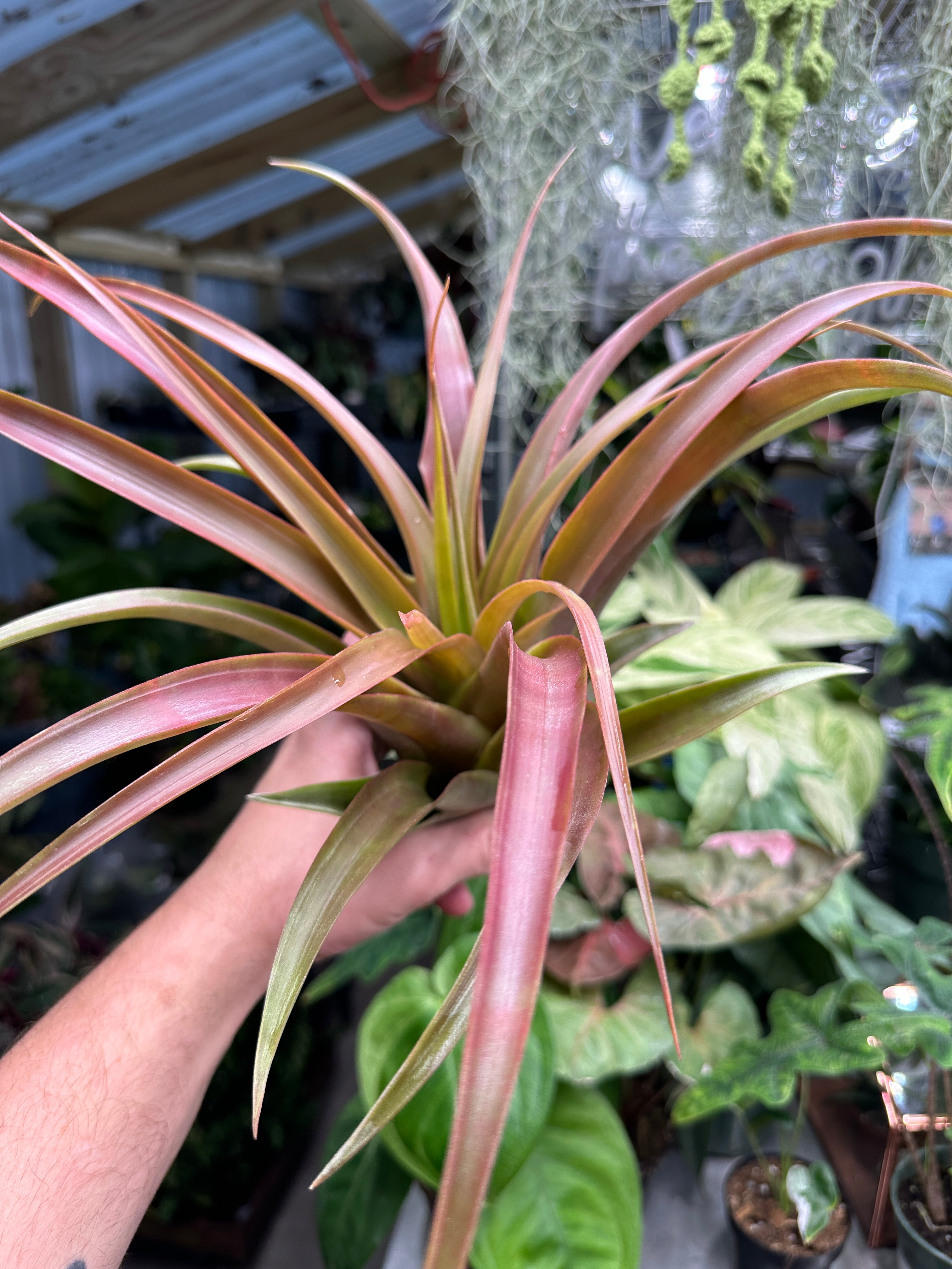 Tillandsia Hawaiian Monarch. (capitata orange form x