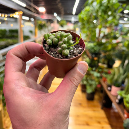 String of Pearls Variegated