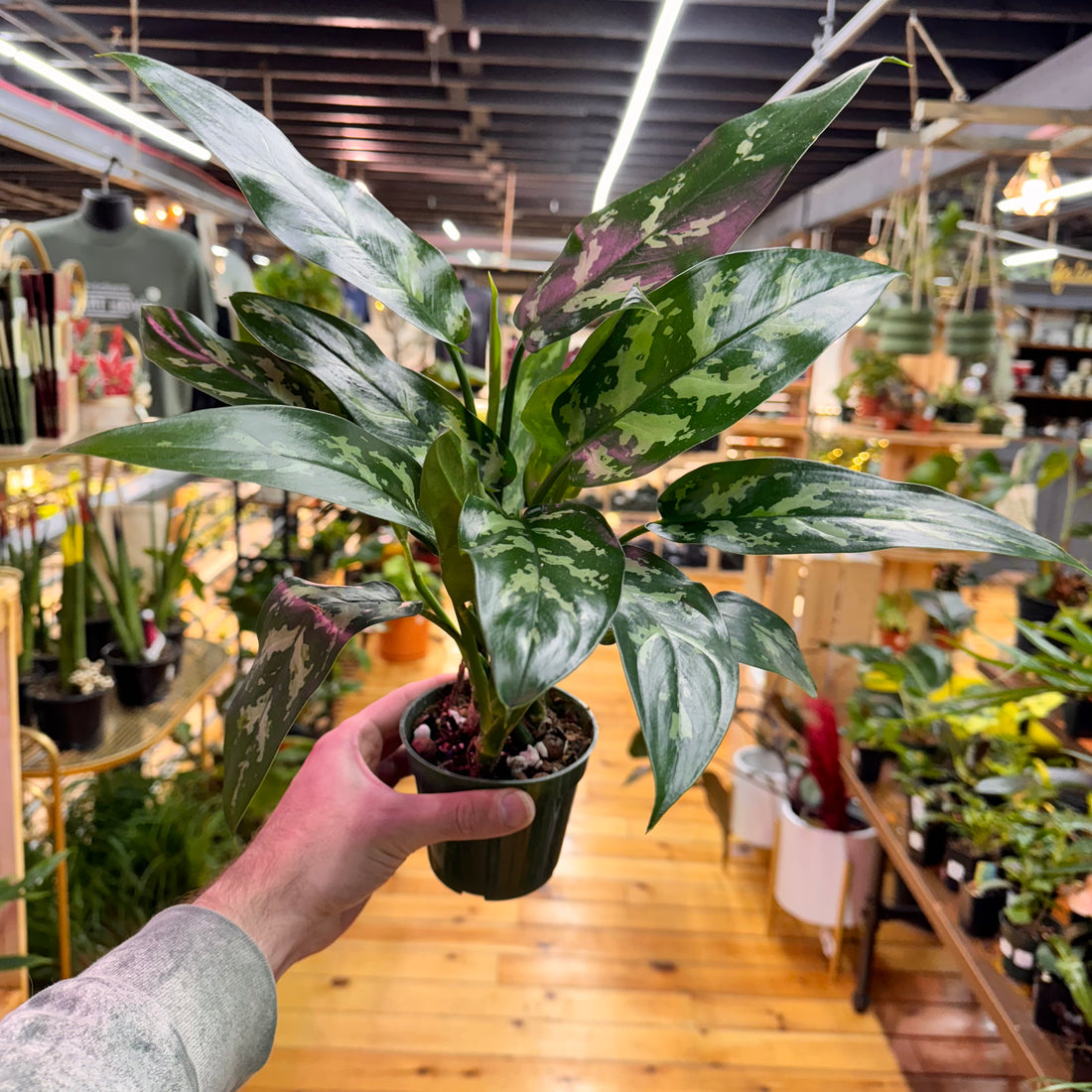 Aglaonema Maryann