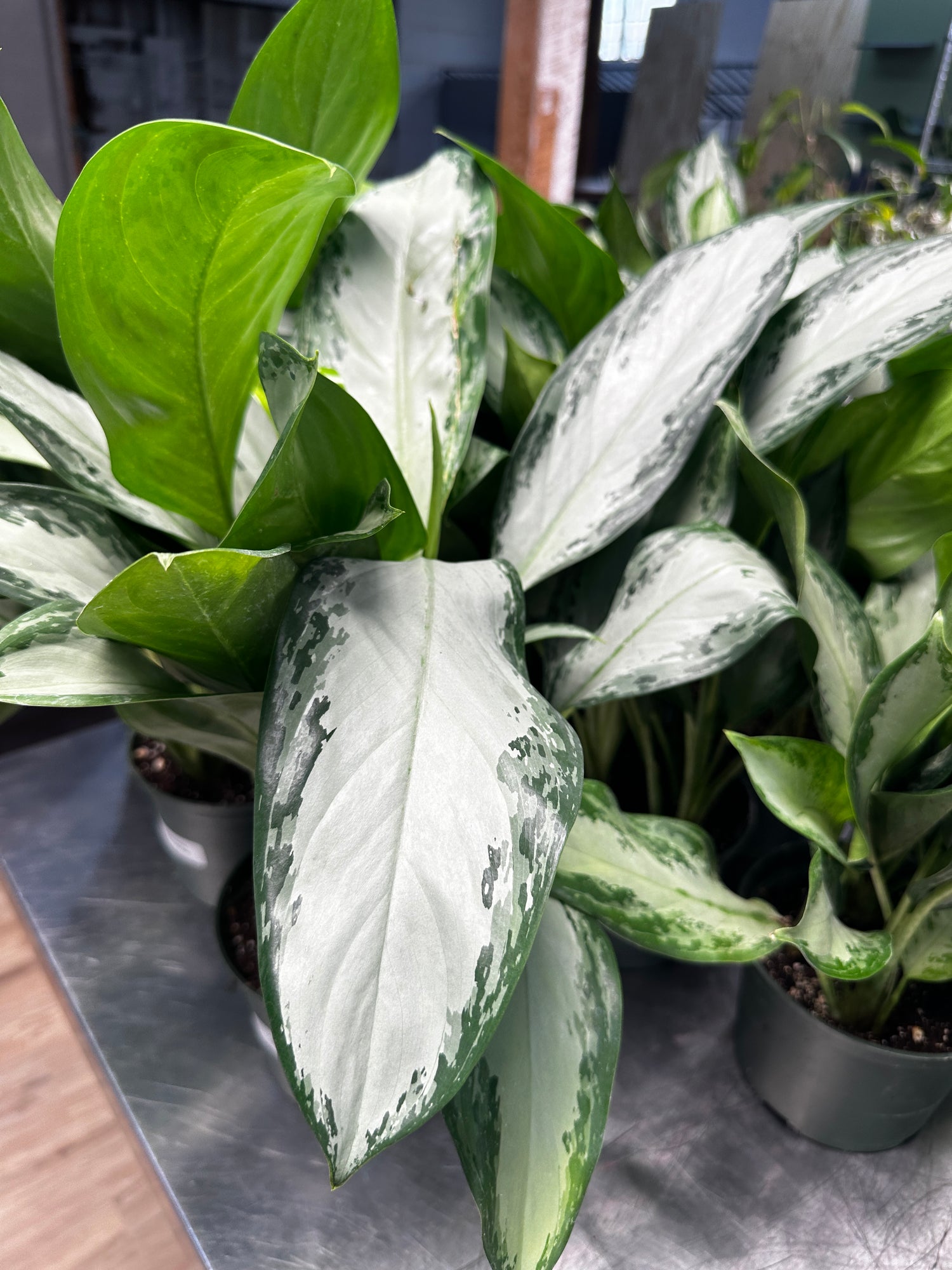 Aglaonema Emerald Bay