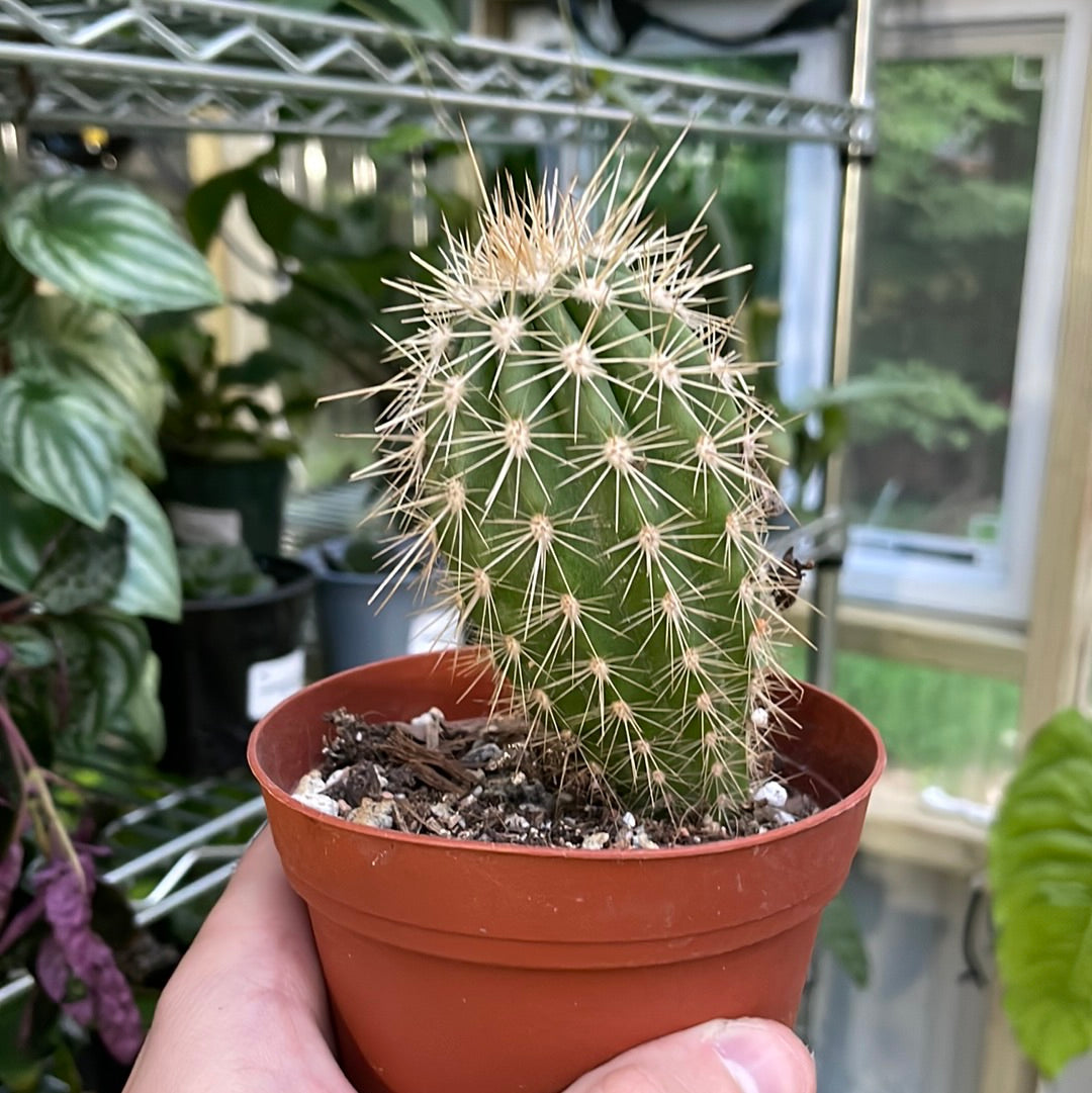 Mammillaria Carnea