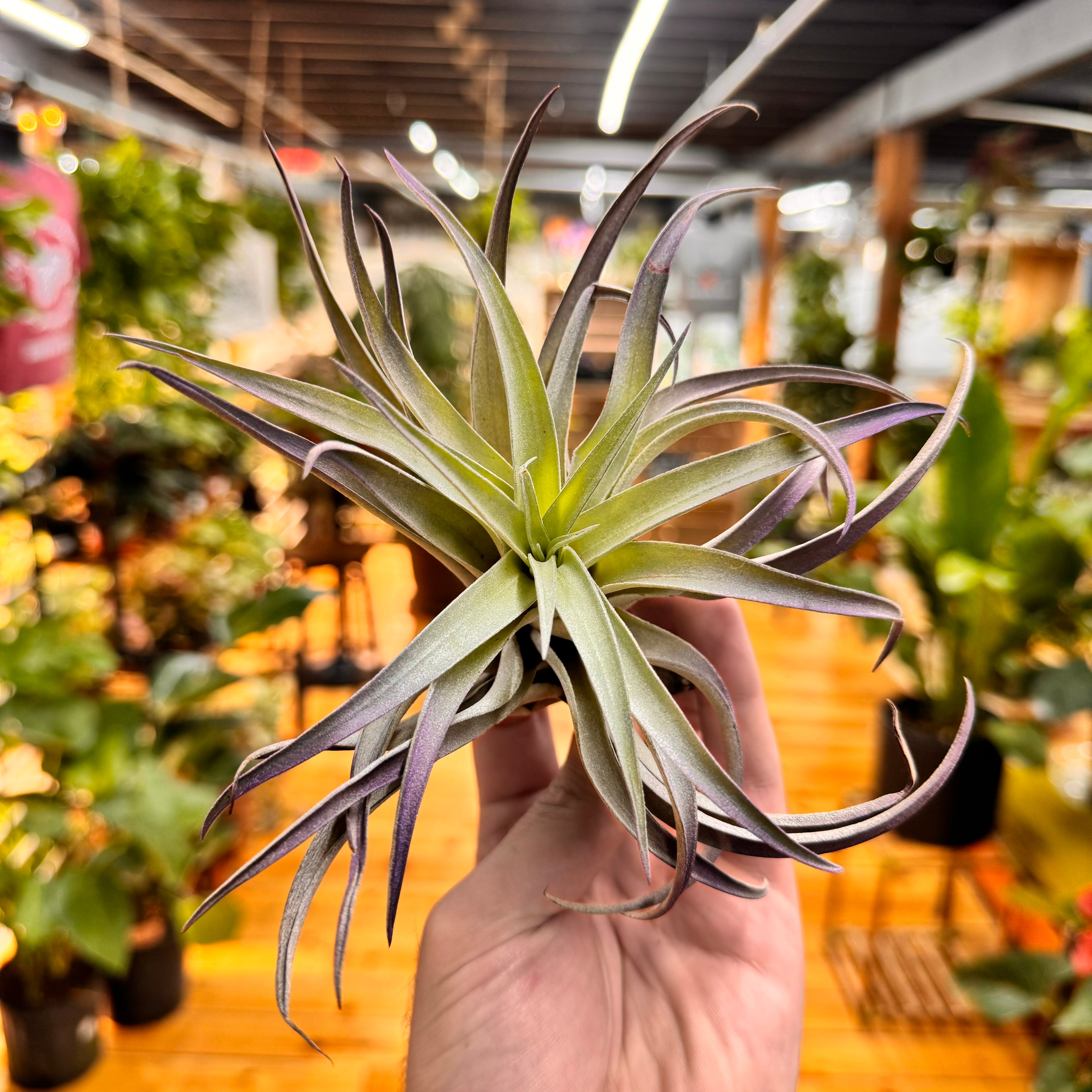 Plagiotropica Air Plant