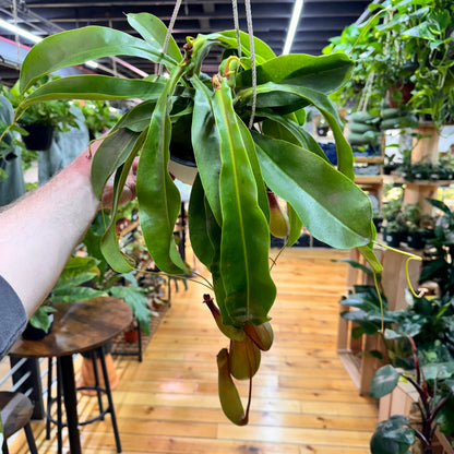 Nepenthes Alata