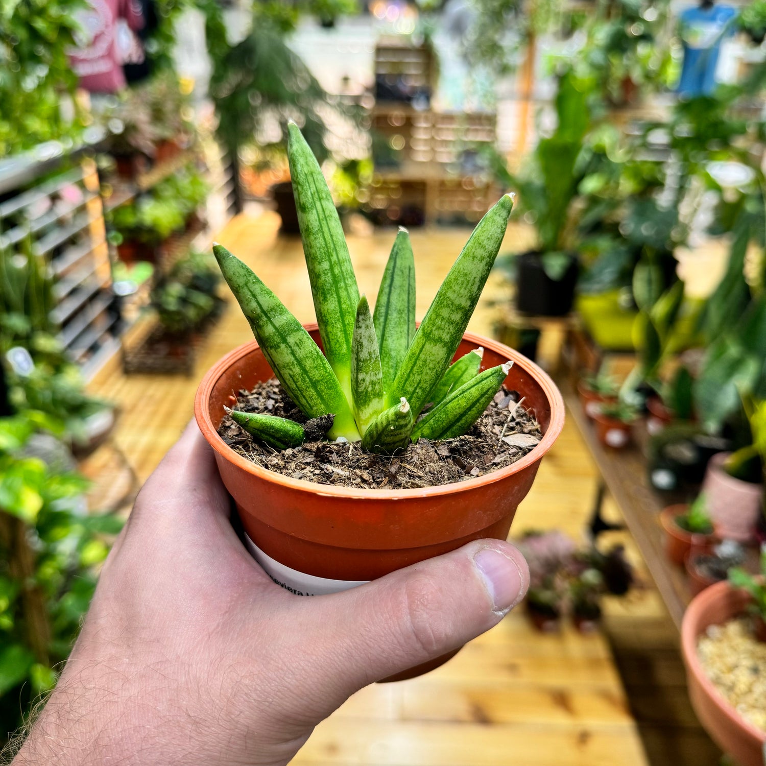 Sansevieria Hedgehog