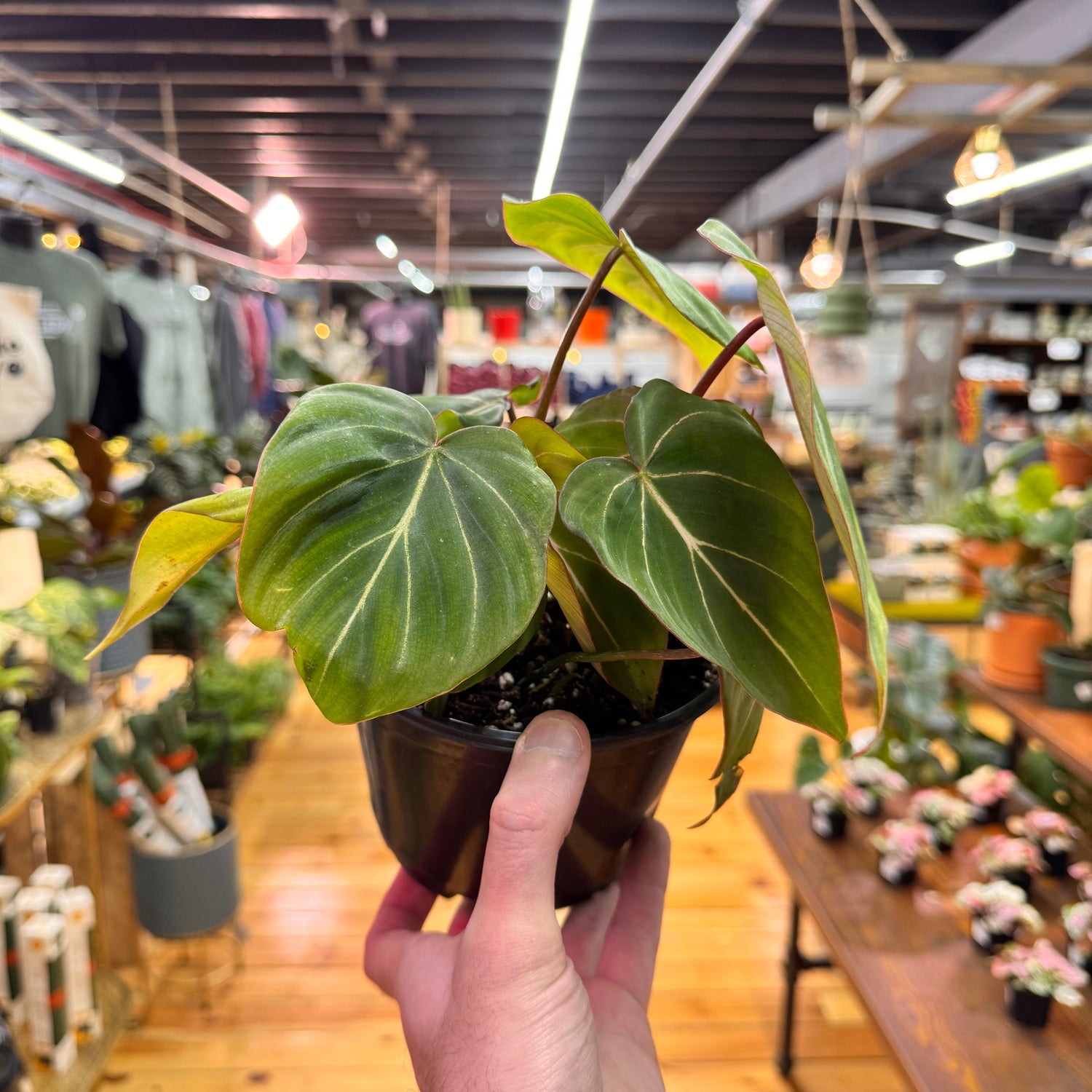 Philodendron Gloriosum