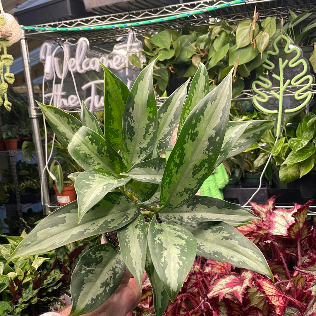 Aglaonema Jubilee