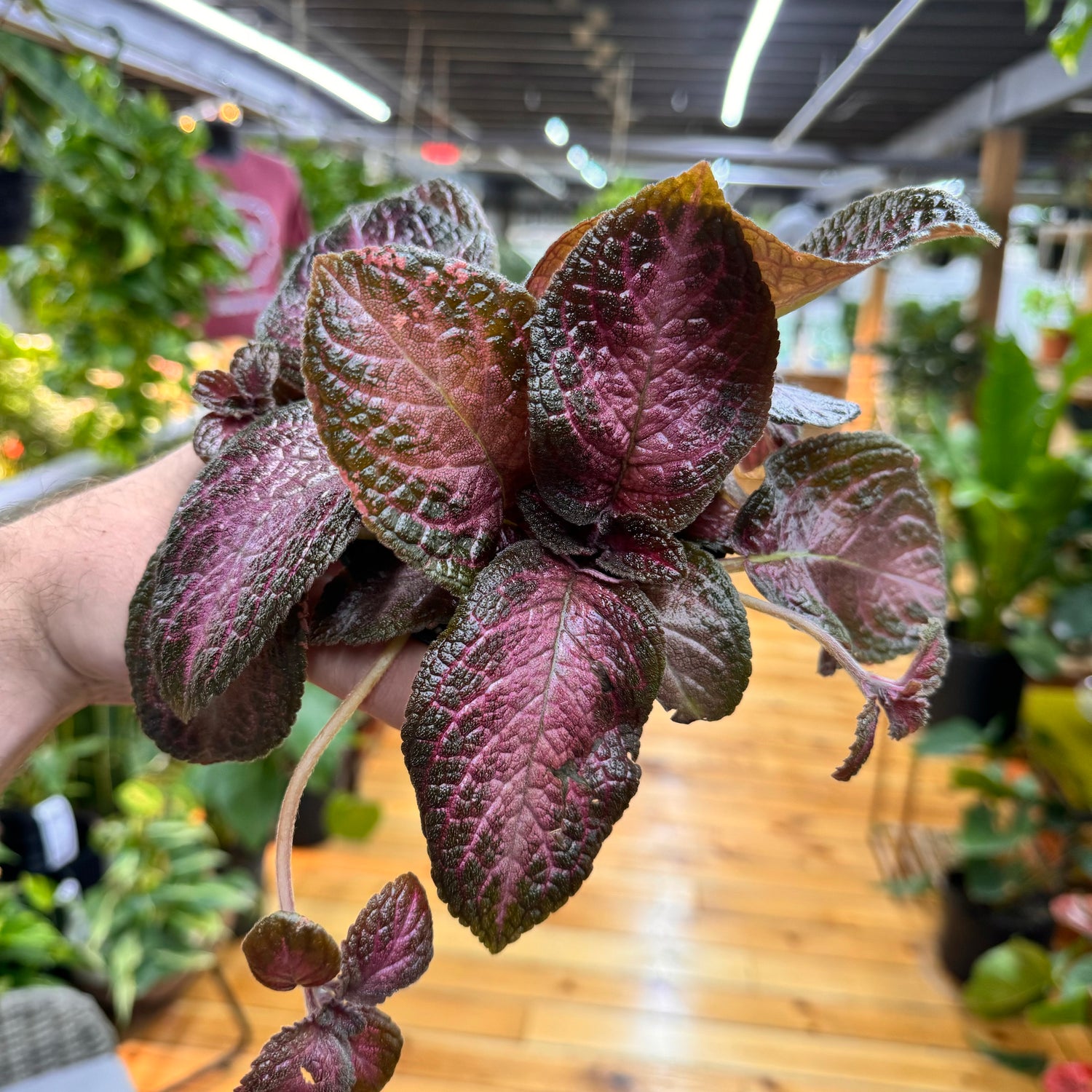 Episcia Purple Rain