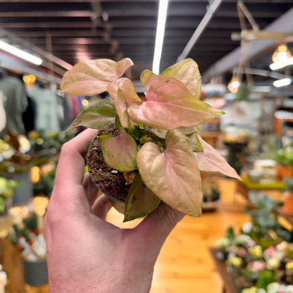 Syngonium Pink Perfection